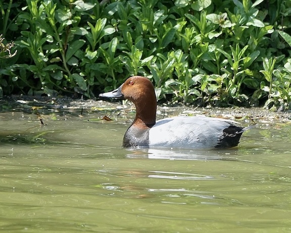 pochard